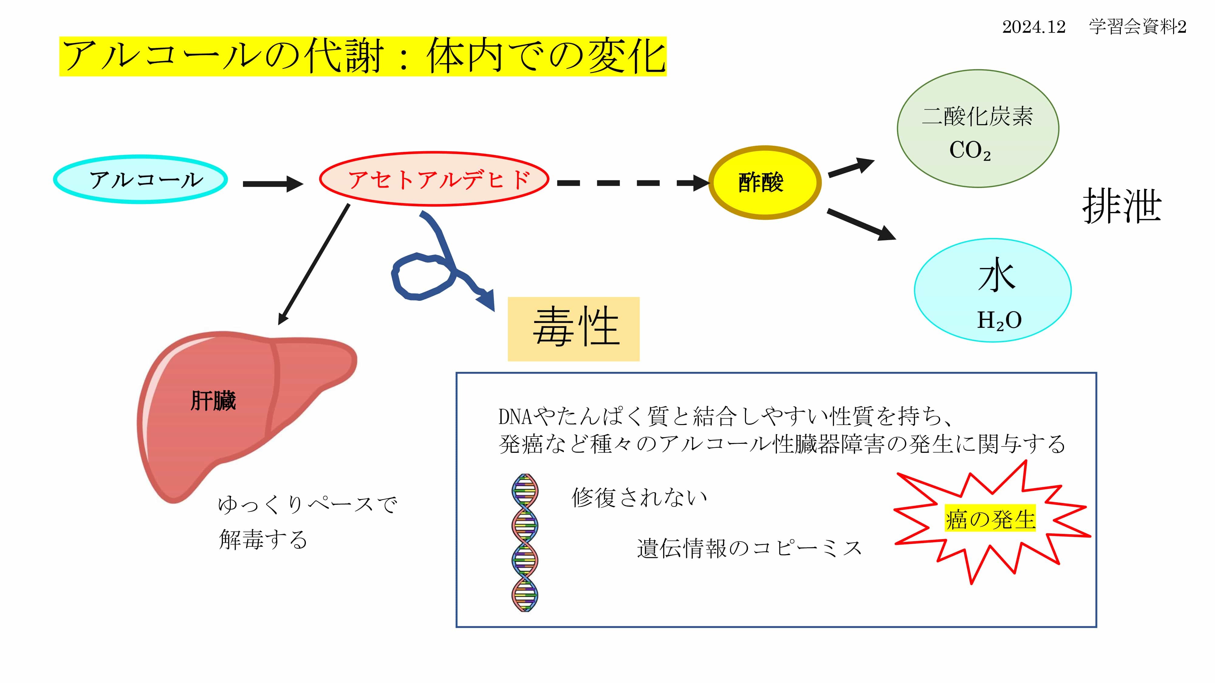 アルコールの代謝の発がん性-2019.12.30-改訂版